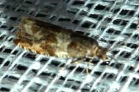 Celypha cespitana