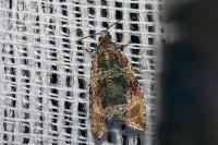 Celypha lacunana