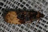 Hedya ochroleucana