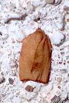 Cacoecimorpha pronubana