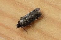 Bryotropha affinis
