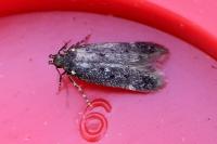Bryotropha affinis