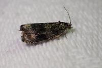 Celypha lacunana