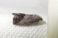 Cydia splendana
