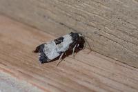 Neocochylis dubitana
