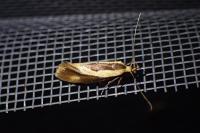 Harpella forficella