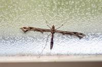 Amblyptilia acanthadactyla