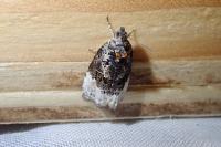 Apotomis betuletana
