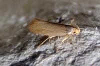 Crassa unitella