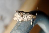 Dichelia histrionana