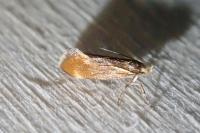 Metalampra