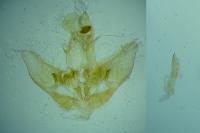 Agonopterix alpigena