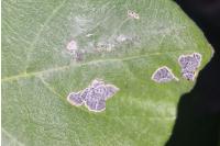 Choreutis nemorana
