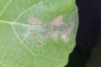 Choreutis nemorana