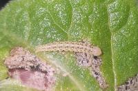 Choreutis nemorana