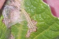 Choreutis nemorana