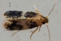 Ectoedemia