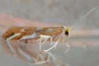 Phyllonorycter
