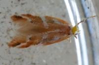 Phyllonorycter