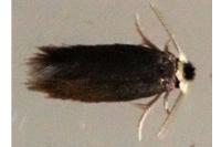 Stigmella