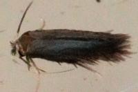 Stigmella