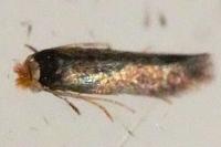 Stigmella
