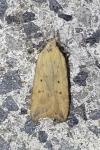 Dichomeris limosella