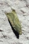 Acompsia cinerella