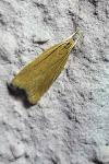 Helcystogramma rufescens