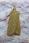 Helcystogramma rufescens