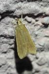 Helcystogramma rufescens