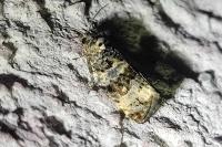Endothenia gr. gentianaeana