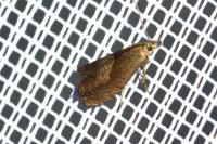 Dichrorampha