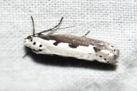 Ethmia bipunctella