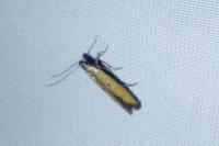 Mesophleps trinotella