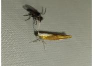 Argyresthia semitestacella