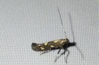 Calybites phasianipennella