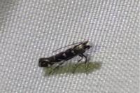 Parectopa ononidis