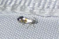 Leucoptera malifoliella