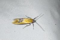 Batia lambdella