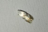 Pseudopostega crepusculella