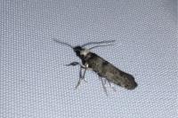 Paraswammerdamia albicapitella