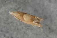 Eucosma conterminana