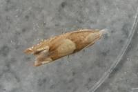 Eucosma conterminana