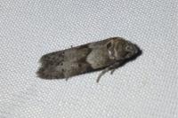 Blastobasis glandulella