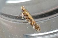 Aristotelia decoratella
