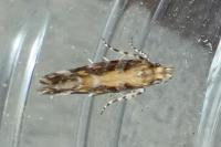 Aristotelia decoratella