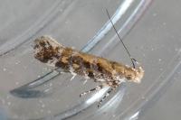 Aristotelia decoratella