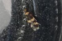 Oegoconia