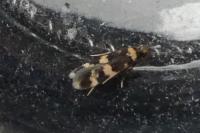Oegoconia